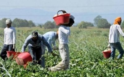 capitalismo agricoltura